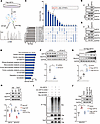 USP10 interacts with and deubiquitinates NDUFS1.