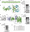 USP10 deubiquitinates NDUFS1 at K621.