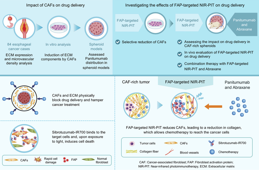 Overview of the experimental workflow and key findings of FAP-targeted N...