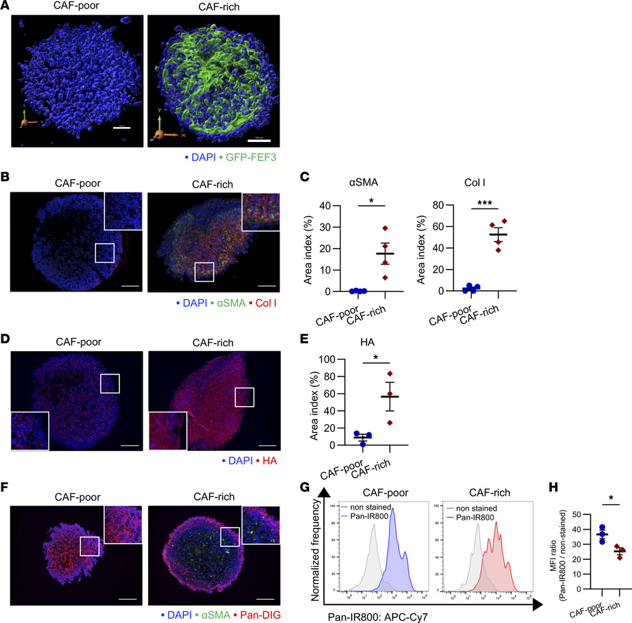 Impact of CAFs on drug delivery in spheroid models.
CAF-poor spheroids (...