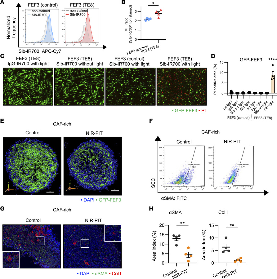 Efficacy of FAP-targeted NIR-PIT in CAF-rich spheroid models.
CAF-rich s...