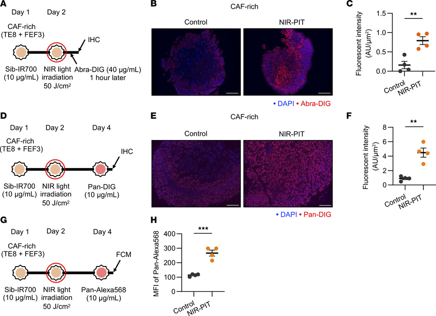 Impact of FAP-targeted NIR-PIT on drug delivery in CAF-rich spheroid mod...