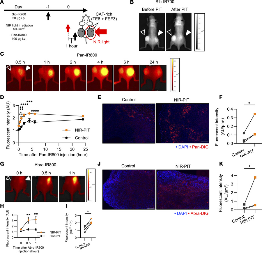 In vivo enhanced drug delivery of panitumumab and Abraxane by FAP-target...