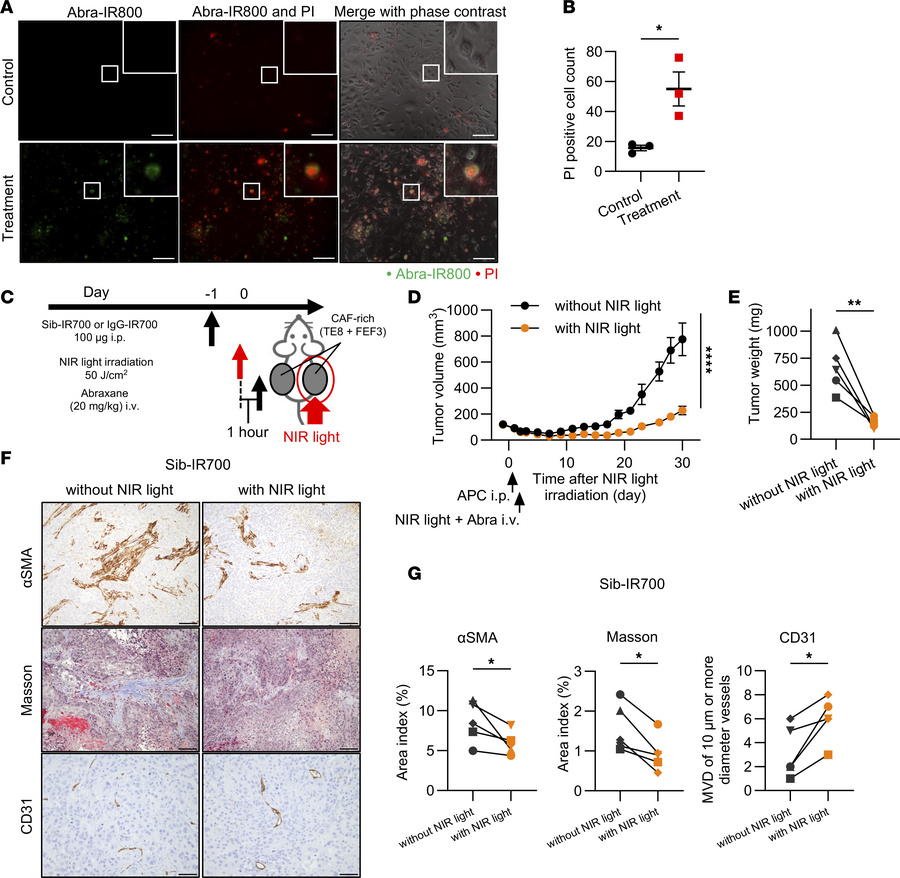 In vivo synergistic antitumor effects of FAP-targeted NIR-PIT combined w...
