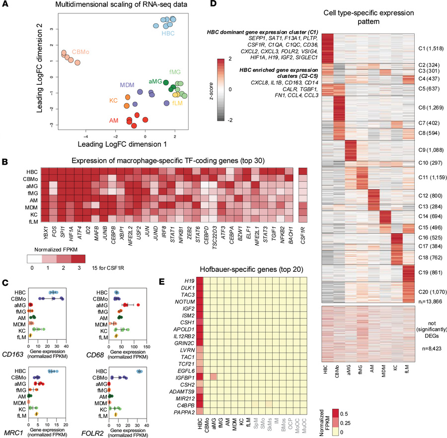 Comparative transcriptomic profiling of HBCs.
(A) The multidimensional s...