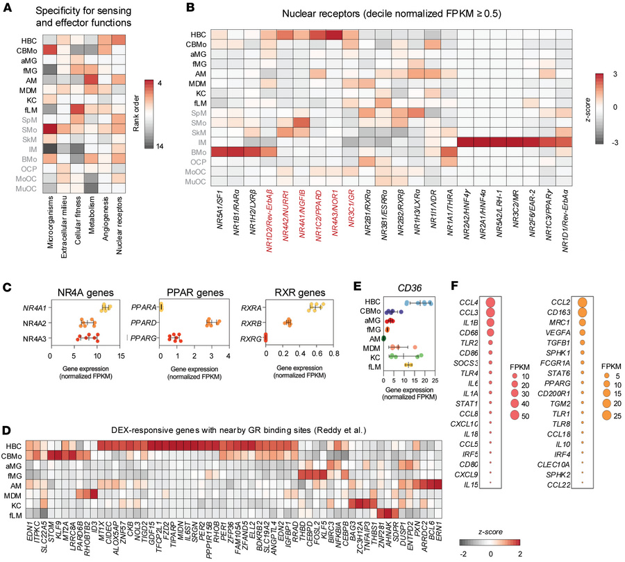 Transcriptional profiling of nuclear receptor expression and functional ...