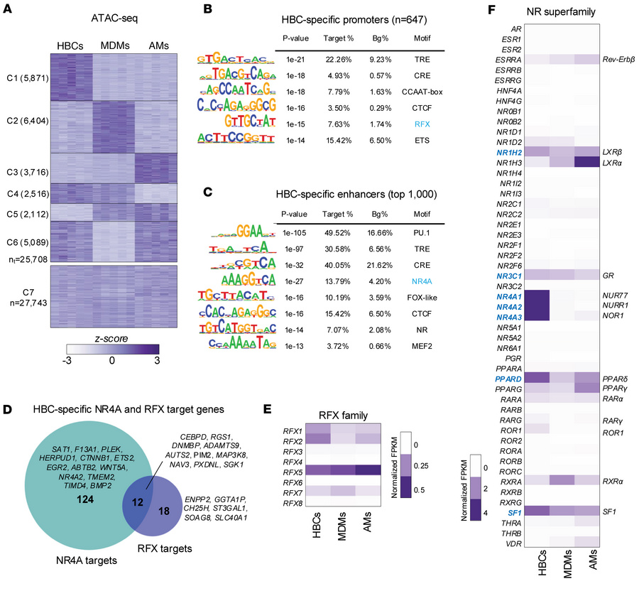 Chromatin accessibility and enrichment of transcription factor motifs de...