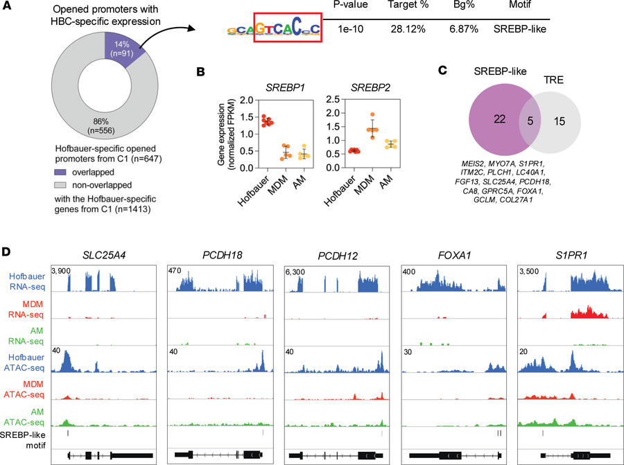 SREBP-like motif enrichment and target gene activity in HBCs.
(A) SREBP-...