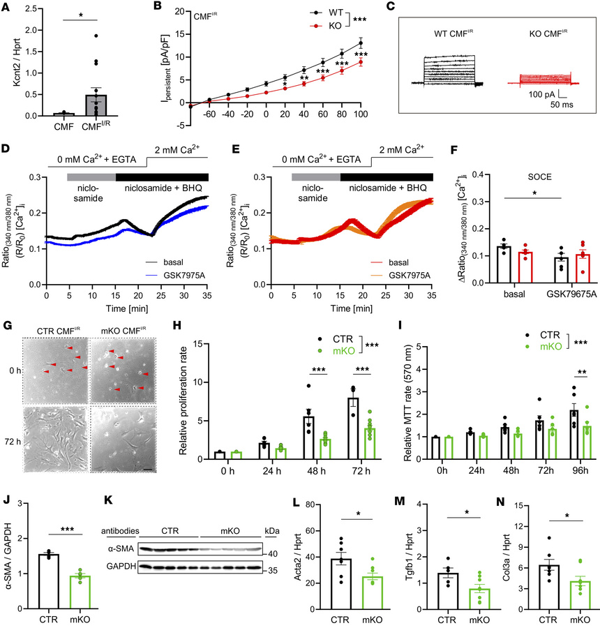 Loss of Slick attenuates proliferation and fibrotic gene expression in C...