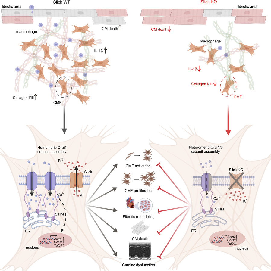 Graphic summary.
Slick channels regulate CMF function and post-MI cardia...