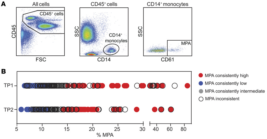 MPA gating strategy.
(A) Using flow cytometric analysis of fixed whole b...