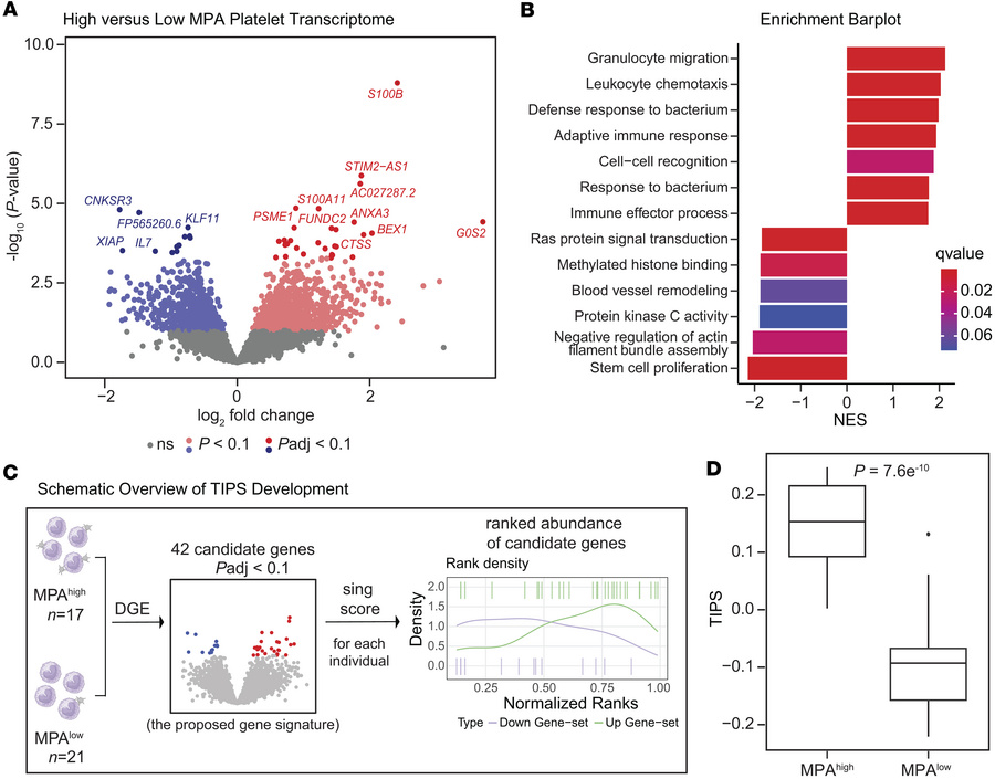 Platelet RNA transcriptomics in MPAhi versus MPAlo groups.
Platelets wer...