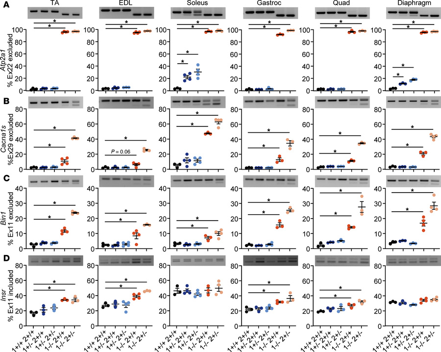 Degree of missplicing does not explain differential muscle susceptibilit...