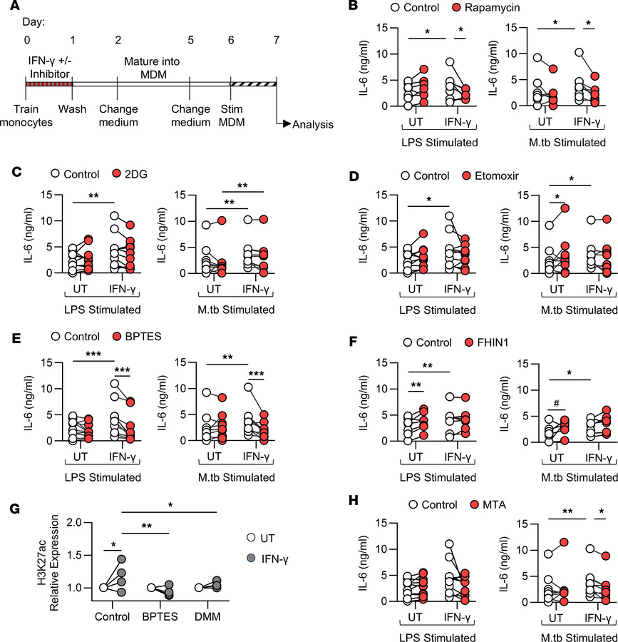IFN-γ–induced trained immunity requires mTOR activation, glutaminolysis,...