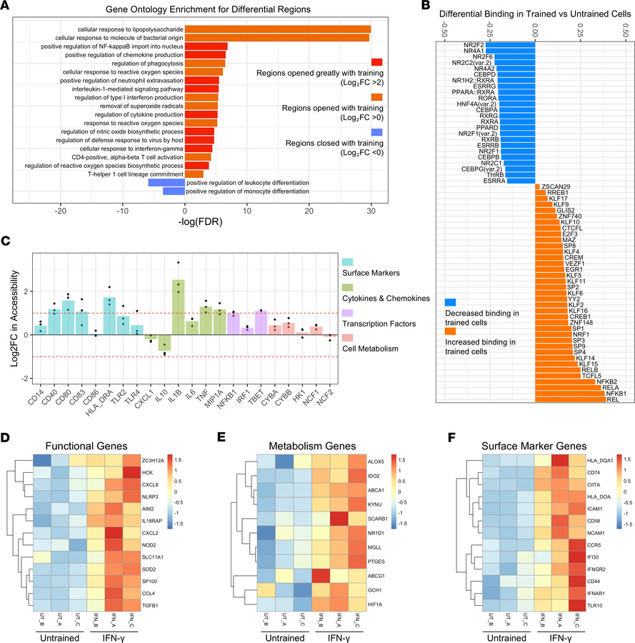 IFN-γ training epigenetically alters MDM.
Sorted monocytes (n = 3 donors...