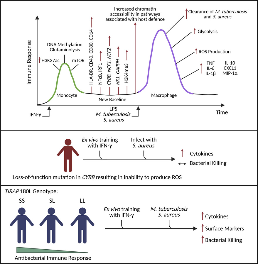 graphical abstract