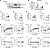 IFN-γ training metabolically reprograms human macrophages.