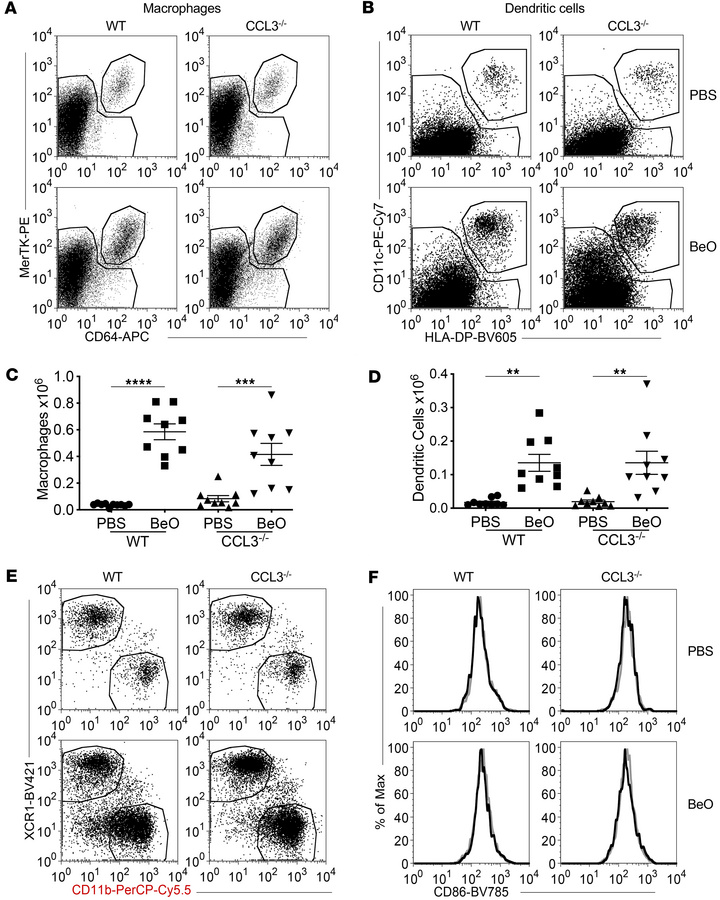 Analysis of innate immune cells in the lungs of HLA-DP2 Tg WT and CCL3-d...