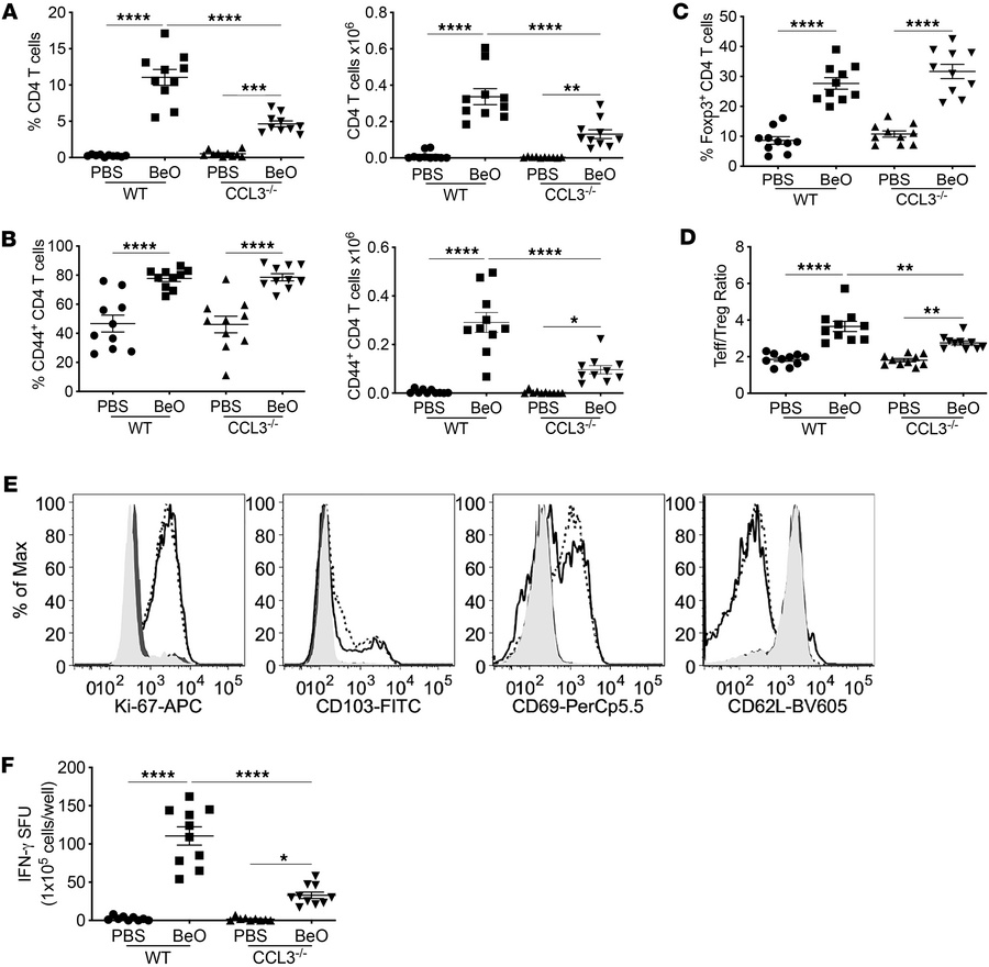 Phenotype of tissue-resident CD4+ T cells in BeO-exposed HLA-DP2 Tg CCL3...