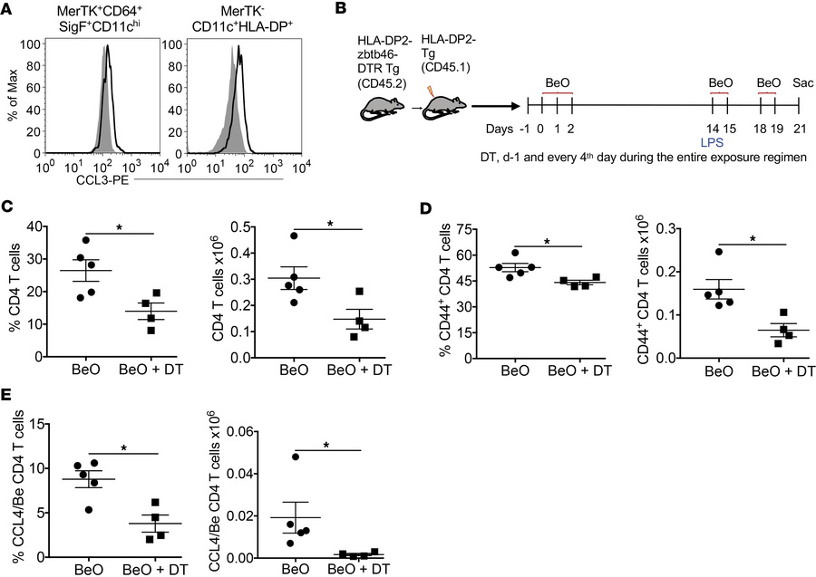 Classical dendritic cells are required for optimal CCL/Be-specific CD4+ ...