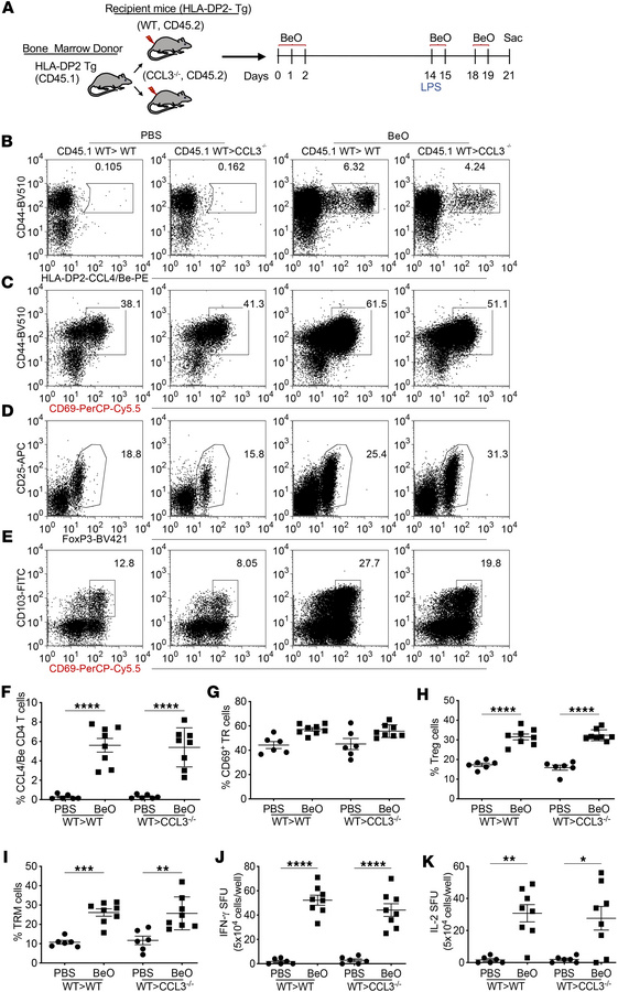 Hematopoietic cells control the CCL/Be-specific CD4+ T cell response in ...
