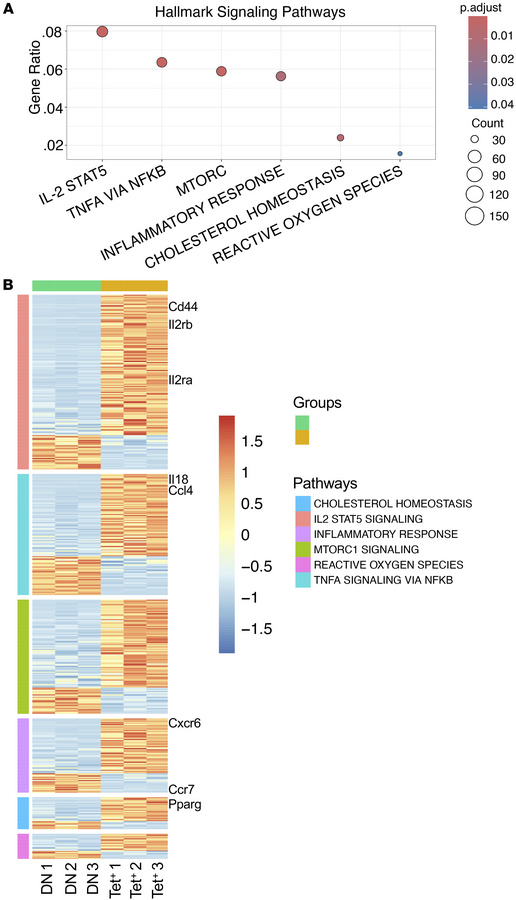 Pathway enrichment analysis of differentially expressed genes in BeO-exp...