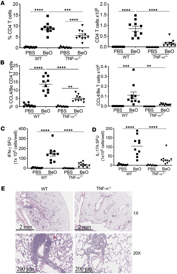Reduced total and antigen-specific CD4+ T cells in BeO-exposed TNF-α–def...