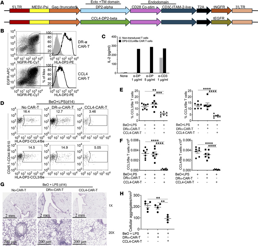 Reduced frequency of CCL/Be-specific CD4+ T cells in the lungs of BeO-ex...