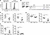 Classical dendritic cells are required for optimal CCL/Be-specific CD4+ T c
