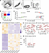 Transcriptional landscape of CD4+ T cells in the lungs of BeO-exposed HLA-D