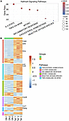 Pathway enrichment analysis of differentially expressed genes in BeO-expose