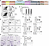 Reduced frequency of CCL/Be-specific CD4+ T cells in the lungs of BeO-expos