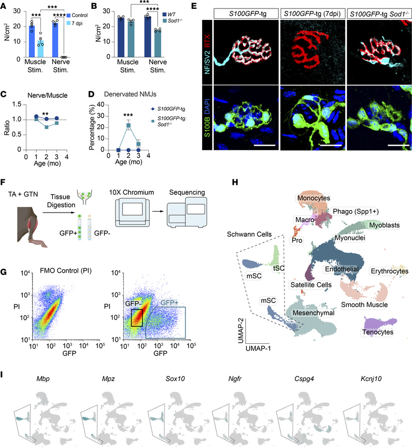 Characterization of muscle denervation in WT and Sod1–/– mice and muscle...