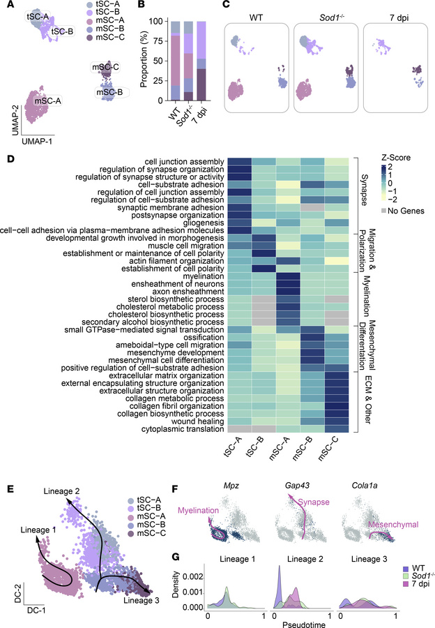 Dynamics of muscle-resident Schwann cell subtypes in healthy and remodel...