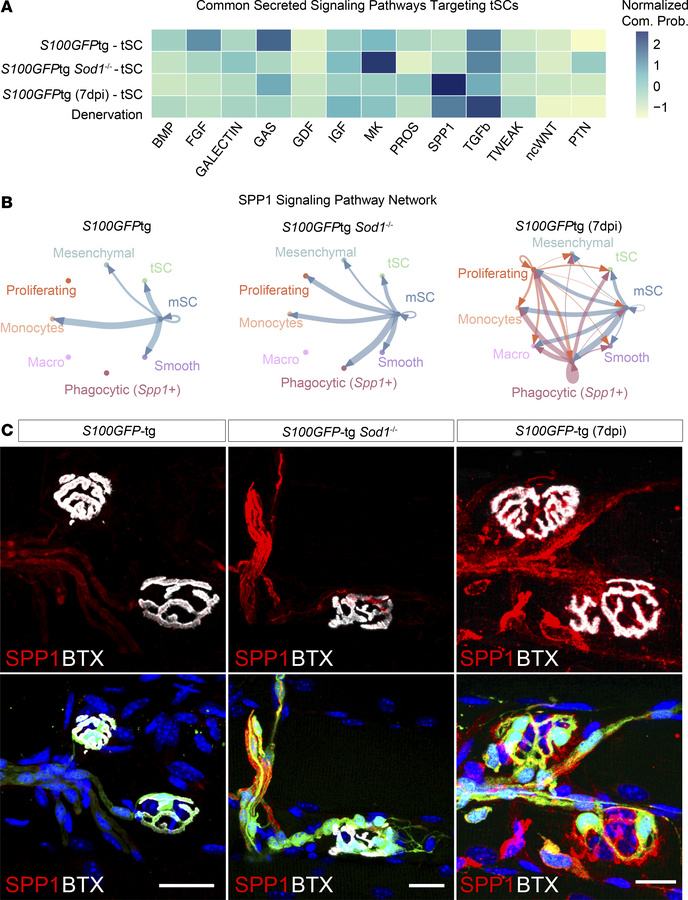 Intercellular communication suggests an SPP1 signaling dynamic between m...