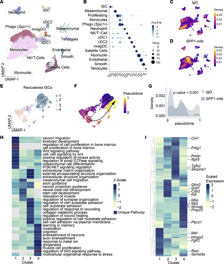 scRNA-Seq suggests that SPP1 neutralization stalls tSC state transitions...