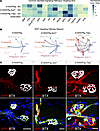 Intercellular communication suggests an SPP1 signaling dynamic between mSCs