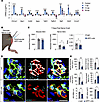 SPP1 signaling promotes tSC proliferation and muscle fiber reinnervation af