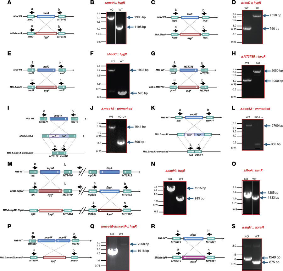 Construction of various double- and triple-knockout strains of M. tuberc...