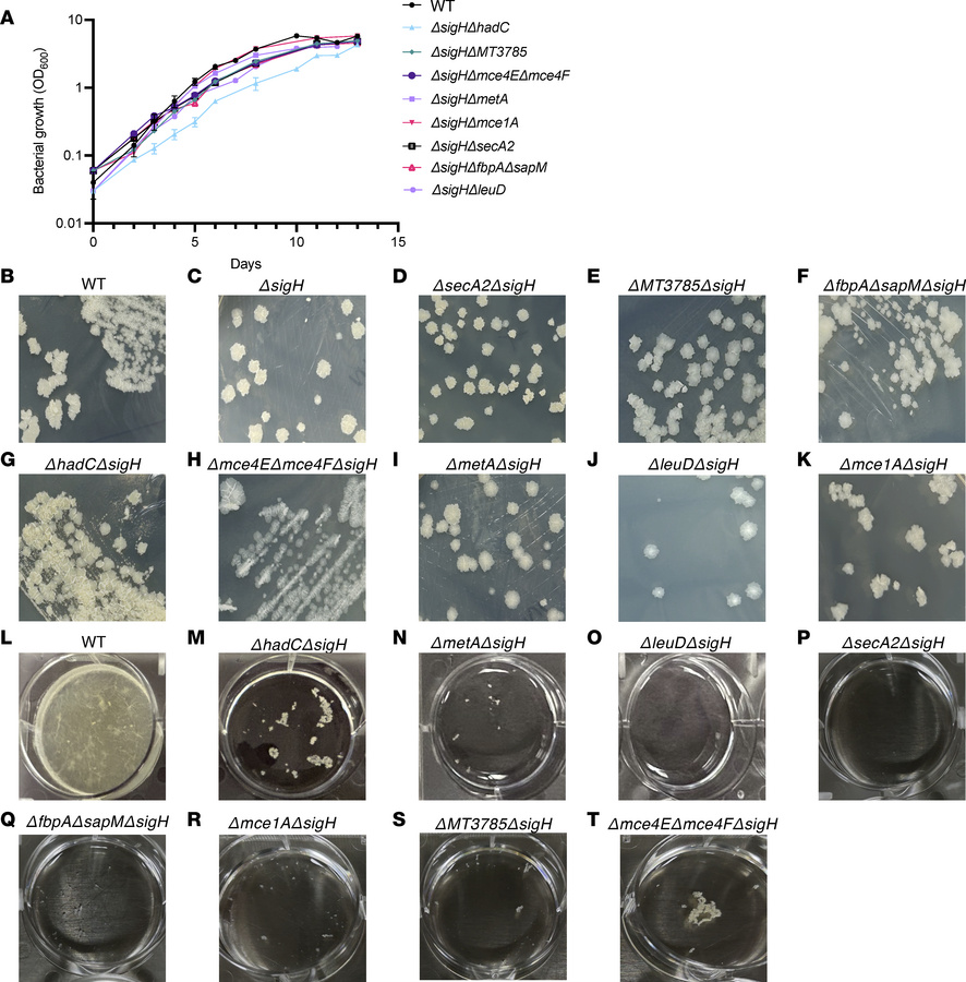 In vitro characterization of MtbΔsigH-based KO strains.
(A) Log-phase cu...