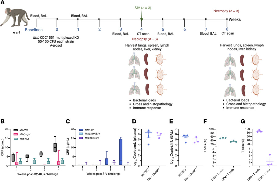 Clinical outcomes of Mtb KOs and subsequent SIV challenge in rhesus maca...