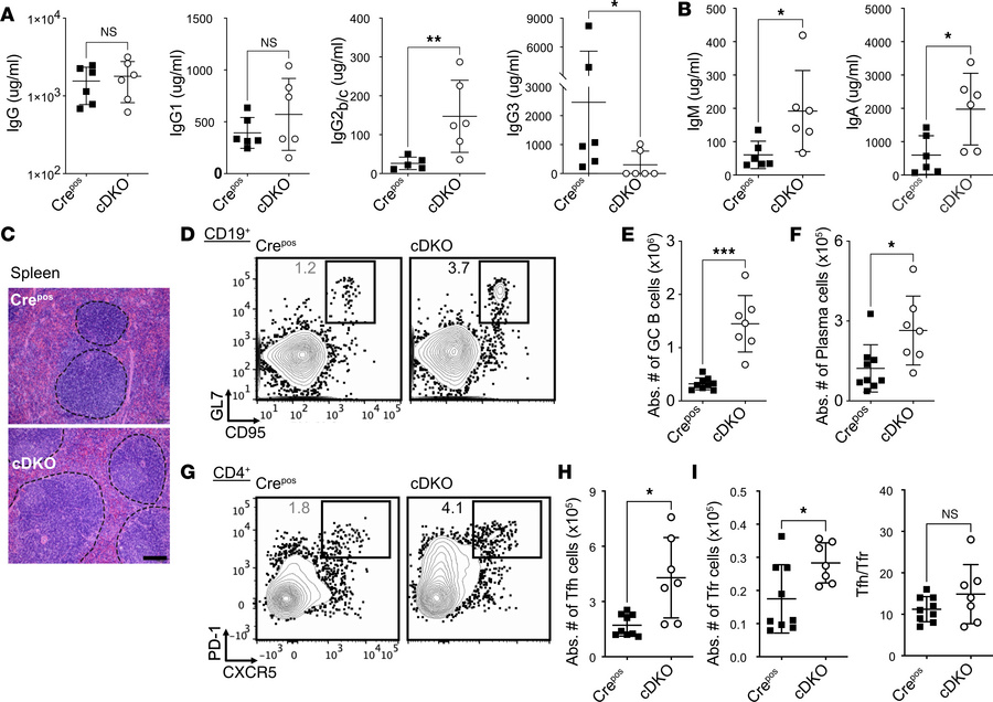 Combined FOXP1 and FOXP4 loss in Tregs results in unrestrained GC respon...