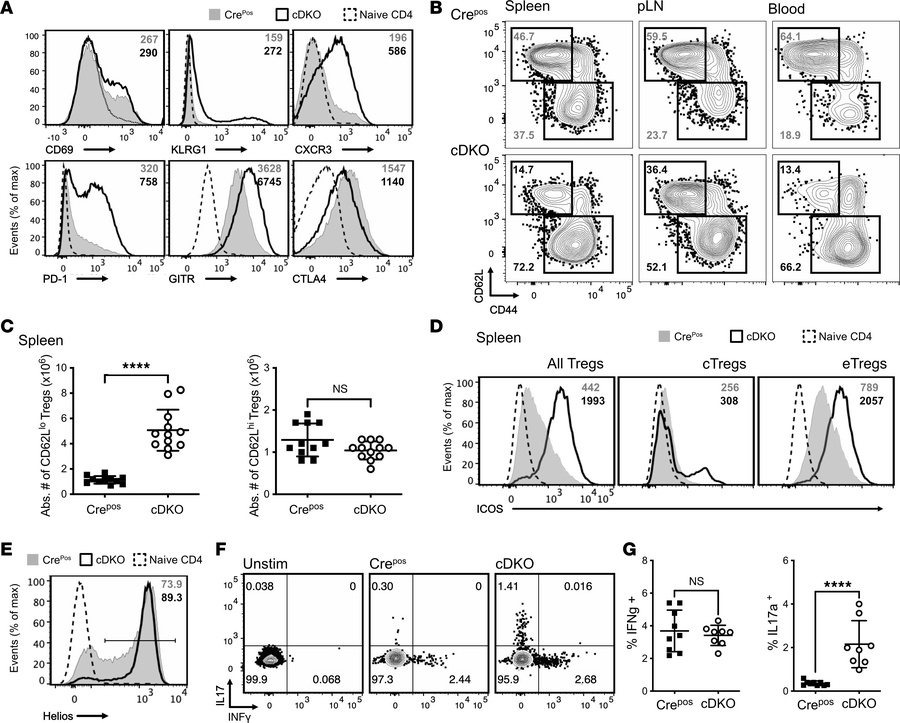 Loss of FOXP1 and FOXP4 changes the phenotype and subsets of Treg cells....