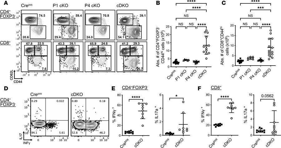 FOXP1 and FOXP4 deficiency cause spontaneous T cell activation and incre...