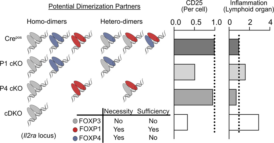 Proposed interaction pattern of FOXP TF members in Treg cells.
A schemat...