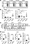 Enhanced turnover and expansion of FOXP3+ Tregs in peripheral lymphoid orga