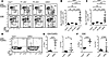 FOXP1 and FOXP4 deficiency cause spontaneous T cell activation and increase