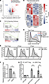 FOXP1 and FOXP4 trans regulates Il2ra expression in Tregs.