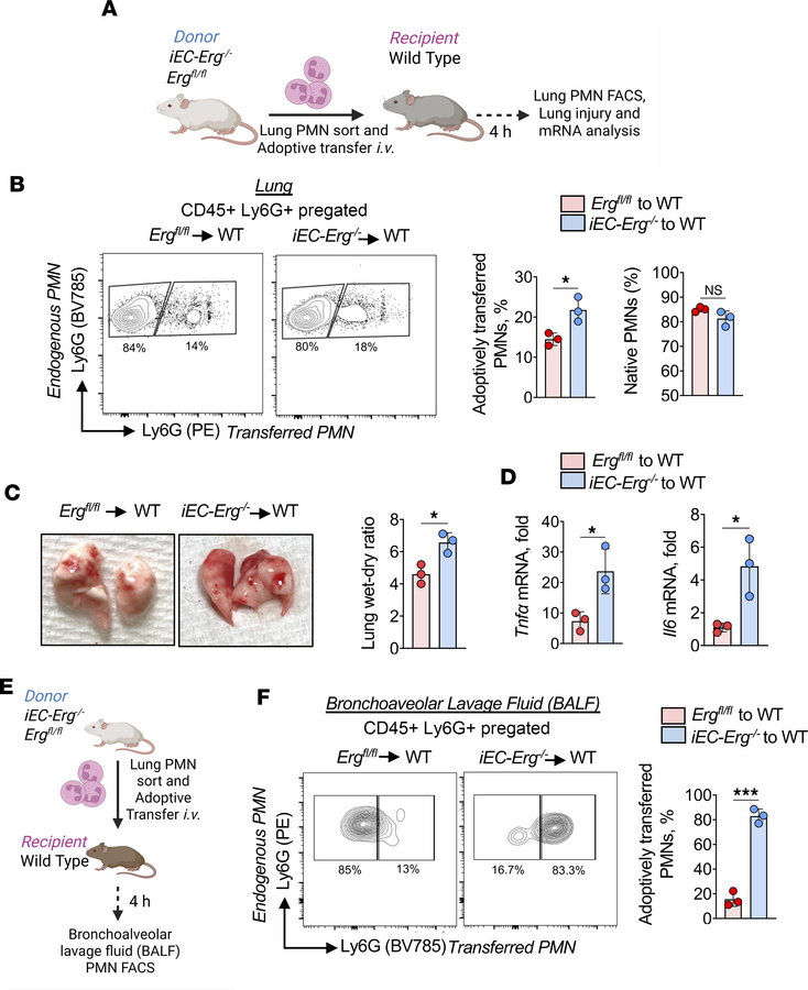 Adoptively transferred PMNs from iEC-Erg–/– mice induce lung injury.
(A)...