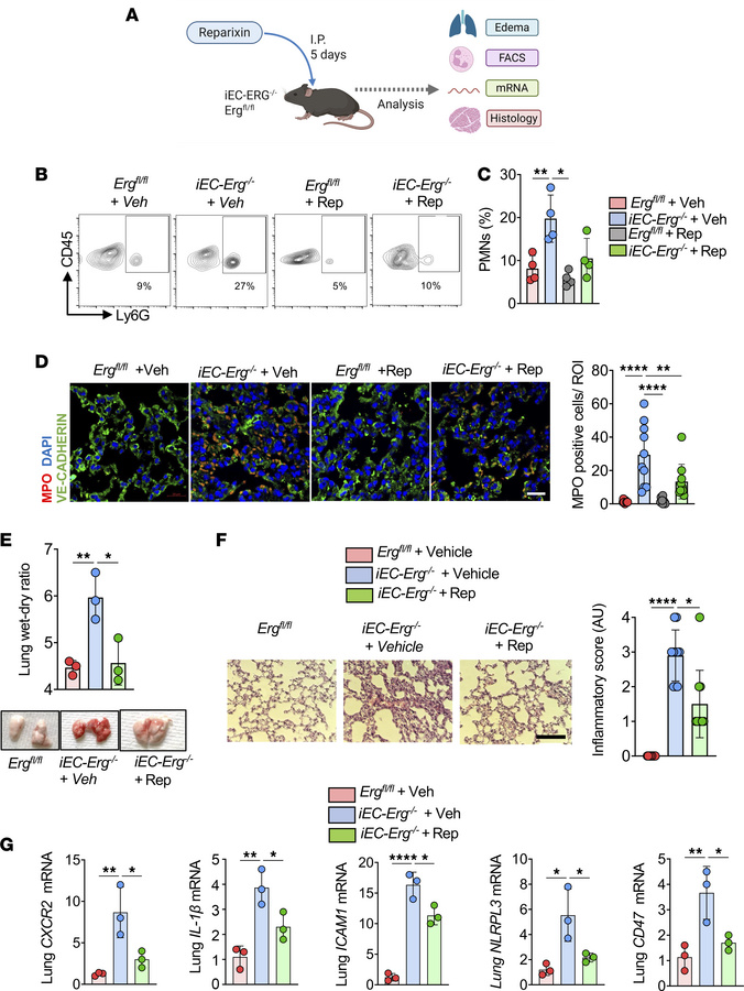 CXCR2 antagonism resolves neutrophilic lung injury in iEC-Erg–/– mice.
(...